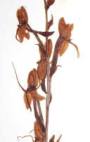 Habenaria khasiana: Habenaria khasiana Hook.f., detail of herbarium specimen (L), Brass 8650