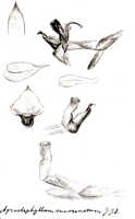 Agrostophyllum mucronatum: Agrostophyllum mucronatum J.J.Sm., drawing J.J. Smith, from Versteeg 1315