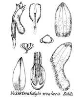 Ceratostylis rivularis: overview picture