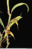 Bulbophyllum erythrosema: Bulbophyllum erythrosema J.J.Verm., stem part with flowers, photo A. Schuiteman, Leiden cult. 20030338 (de Vogel & Vogel), from Papua New Guinea, Central Prov.