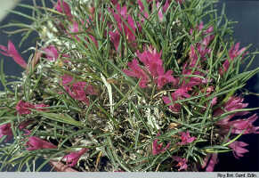 Dendrobium nardoides: Dendrobium nardoides Schltr., habit, photo Roy. Bot. Gard. Edin., based on PNGH 165