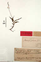 Crepidium productum: Crepidium productum (J.J.Sm.) Szlach. (as Microstylis producta J.J.Sm.), herbarium sheet, Gibbs 5677 (isotype specimen BO)