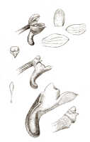 Robiquetia gracilistipes: Robiquetia squamulosa (J.J.Sm.) J.J.Sm., floral analysis, drawing J.J. Smith, from Versteeg 410