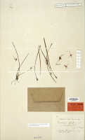 Dendrobium scotiiforme: Dendrobium scotiiforme J.J.Sm. var. tenuifolium J.J.Sm., holotype specimen: Bogor cult. (Branderhorst) 284 (L)