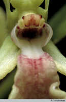 Dendrobium arfakense: Dendrobium arfakense J.J.Sm., column and base of lip, photo A. Schuiteman, based on Leiden cult. 981070