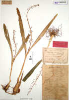 Liparis condylobulbon: Liparis confusa J.J.Sm. var. papuana J.J.Sm., herbarium sheet, Gjellerup 600 (syntype specimen BO)