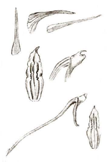 Dendrobium sublobatum