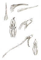 Dendrobium sublobatum: Dendrobium sublobatum J.J.Sm., drawing J.J. Smith, based on Gjellerup 367