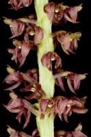 Crepidium ophrydis: Crepidium ophrydis (J.Koenig) M.A.Clem. & D.L.Jones, photo Jon Cara, part of inflorescence, cult. Jon Cara, from Australia, Ellinja Falls