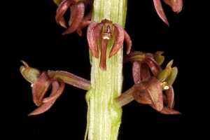 Crepidium ophrydis: Crepidium ophrydis (J.Koenig) M.A.Clem. & D.L.Jones, photo Jon Cara, flowsers, various views, cult. Jon Cara, from Australia, Ellinja Falls