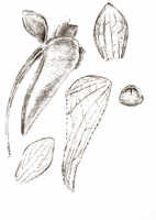 Dendrobium verruculosum: Dendrobium verruculosum Schltr., drawing J.J. Smith, based on Mayr 114