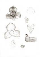 Octarrhena goliathensis: Octarrhena goliathensis J.J.Sm., as Chitonanthera goliathensis (J.J.Sm.) J.J.Sm., floral analysis, drawing J.J. Smith, based on de Kock 95