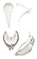 Corybas palearifer: Corybas palearifer (J.J.Sm.) Schltr., drawing J.J. Smith, from Pulle 1213