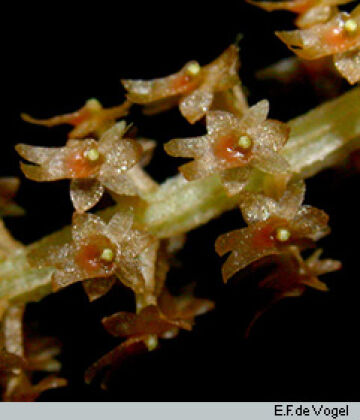 Oberonia bifida