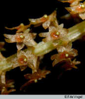Oberonia bifida: overview picture