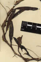 Mediocalcar versteegii: Mediocalcar versteegii J.J.Sm. subsp. versteegii (as Mediocalcar angustifolium Schltr.), detail of herbarium sheet, Schlechter 19503 (isotype specimen K), photo copyright the Board of Trustees of the Royal Botanic Gardens, Kew