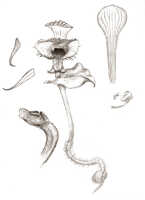 Corybas calliferus: Corybas calliferus (J.J.Sm.) Schltr., drawing J.J. Smith, from Versteeg 1328