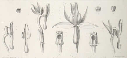 Dendrobium rumphiae: Dendrobium rumphiae Rchb.f., from Rumphia 4 (1849) pl. 198D