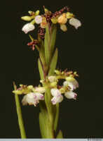 Podochilus scalpelliformis: Podochilus scalpelliformis Blume, flowering stems, photo A. Schuiteman, based on Leiden cult. 20031643