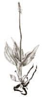 Crepidium moluccanum: Crepidium moluccanum (J.J.Sm.) XXX (as Microstylis zippelii J.J.Sm.), habit, drawing Darmosoediro, based on Pulle 257