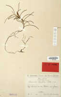 Schoenorchis micrantha: Schoenorchis micrantha Reinw. ex Blume, as Schoenorchis densiflora Schltr., herbarium sheet, Schlechter 17316 (isotype specimen L)