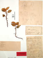 Crepidium riparium: Crepidium riparium (J.J.Sm.) Szlach. (as Microstylis riparia J.J.Sm.), herbarium sheet, Gjellerup 194 (holotype specimen BO)