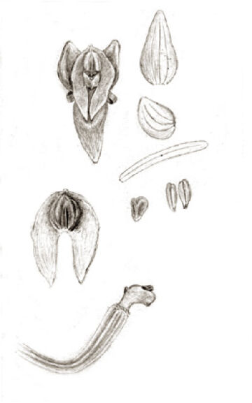 Crepidium incurvum