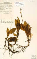 Crepidium yamapense: Crepidium yamapense (Marg., Szlach. & Rutk.) Marg., as Fingardia yamapensis Marg., Szlach. & Rutk., herbarium sheet, NGF (Streimann) 47612 (PNG, Morobe Distr., Wau subdistr., New Yamap) (isotype specimen BRI)