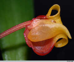 Mediocalcar versteegii: Mediocalcar versteegii J.J.Sm. subsp. versteegii, flower, cut open, photo E.F. de Vogel, Leiden cult. 20031508