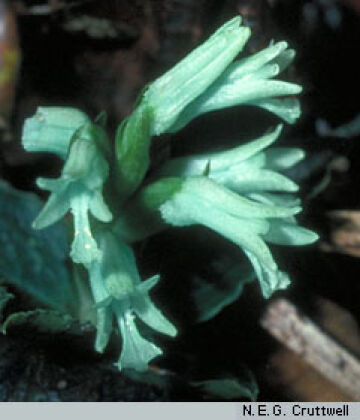 Odontochilus coerulescens