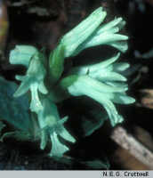 Odontochilus coerulescens: Odontochilus coerulescens (Schltr.) Yukawa, , photo N.E.G. Cruttwell (4/83, PNG, Mt. Gahavisuka)