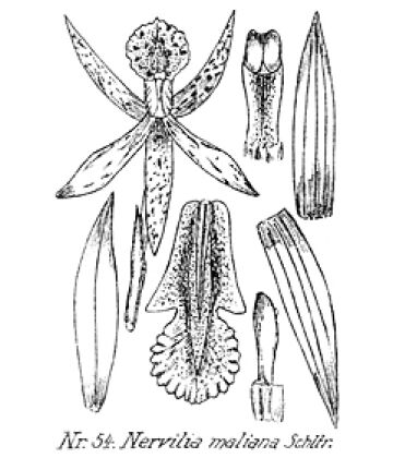 Nervilia punctata