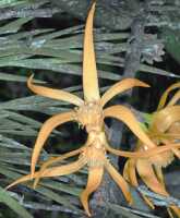 Dendrobium annulatum: Dendrobium annulatum Juswara, Schuit. & Champion, flower, oblique front view, photo and cult. Jeffrey Campion, from Indonesia, Tanah Papua, without locality
