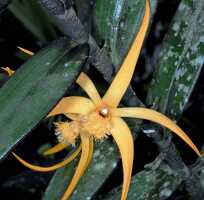 Dendrobium annulatum: Dendrobium annulatum Juswara, Schuit. & Champion, flower, front view, photo and cult. Jeffrey Campion, from Indonesia, Tanah Papua, without locality