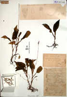 Crepidium incurvum: Crepidium incurvum (J.J.Sm.) Szlach. (as Microstylis incurva J.J.Sm.), herbarium sheet, Versteeg 1070 (holotype specimen BO)