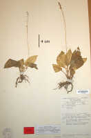 Crepidium curviauriculatum: Crepidium curviauriculatum (Szlach., & Marg.) Schuit. & de Vogel (as Pseudoliparis curviauriculata Szlach. & Marg.), herbarium sheet, van Royen & Sleumer 6916 (holotype specimen L)