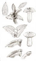 Glomera scandens: Glomera scandens J.J.Sm., drawing J.J. Smith, from de Kock 188