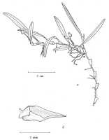 Mediocalcar versteegii subsp. amphigeneum: Mediocalcar versteegii J.J.Sm. subsp. amphigeneum Schuit., drawing A. Schuiteman in Orchid Monogr. 8 (1997) fig. 26