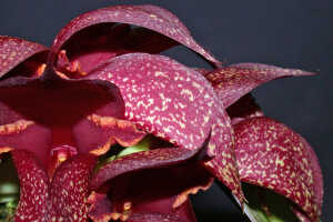 Bulbophyllum phalaenopsis: Bulbophyllum phalaenopsis x B. macrobulbon, flower, oblique lateral view, photo E.F. de Vogel, Leiden cult. 20040029