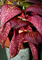 Bulbophyllum phalaenopsis: Bulbophyllum phalaenopsis x B. macrobulbon, flower, oblique front view, photo E.F. de Vogel, Leiden cult. 20040029