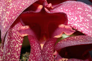 Bulbophyllum phalaenopsis: Bulbophyllum phalaenopsis x B. macrobulbon, centre of flower, front view, photo E.F. de Vogel, Leiden cult. 20040029