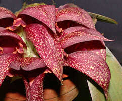 Bulbophyllum phalaenopsis: Bulbophyllum phalaenopsis x B. macrobulbon, flowers, various views, photo E.F. de Vogel, Leiden cult. 20040029