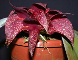 Bulbophyllum phalaenopsis: Bulbophyllum phalaenopsis x B. macrobulbon, inflorescence, photo E.F. de Vogel, Leiden cult. 20040029