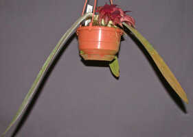 Bulbophyllum phalaenopsis: Bulbophyllum phalaenopsis x B. macrobulbon, plant habit, photo E.F. de Vogel, Leiden cult. 20040029