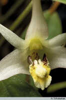 Dendrobium aratriferum: Dendrobium aratriferum J.J.Sm., flower detail, photo A. Schuiteman, based on Leiden cult. 32005