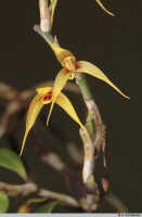 Bulbophyllum erythrosema: Bulbophyllum erythrosema J.J.Verm., stem with flowers, photo A. Schuiteman, Leiden cult. 20030261 (de Vogel & Vogel), from Papua New Guinea, Central Prov.