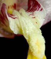 Dendrobium pulvilliferum: Dendrobium pulvilliferum Schltr., centre of flower, oblique front view, photo Ed de Vogel, based on Leiden cult. 20031793 (de Vogel & Vogel), from Papua New Guinea, data locality lost