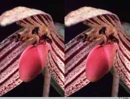Bulbophyllum bombycinum: Bulbophyllum bombycinum J.J.Verm., flower detail, centre of flower, oblique front view, photo P. Jongejan, collection Royal Botanic Gardens, Kew, cult. P. Jongejan 1145, (holotype)