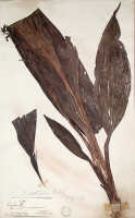 Styloglossum ventilabrum: Styloglossum ventilabrum (Rchb.f.) T.Yukawa & P.J.Cribb, as Calanthe ventilabrum Rchb.f., herbarium sheet, Seemann 606, isotype (K)