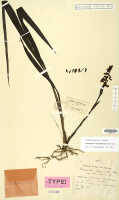 Styloglossum ventilabrum: Styloglossum ventilabrum (Rchb.f.) T.Yukawa & P.J.Cribb, as Calanthe chrysantha Schltr. var. orbicularis J.J.Sm., herbarium sheet, Mayr 17, holotype specimen (L)